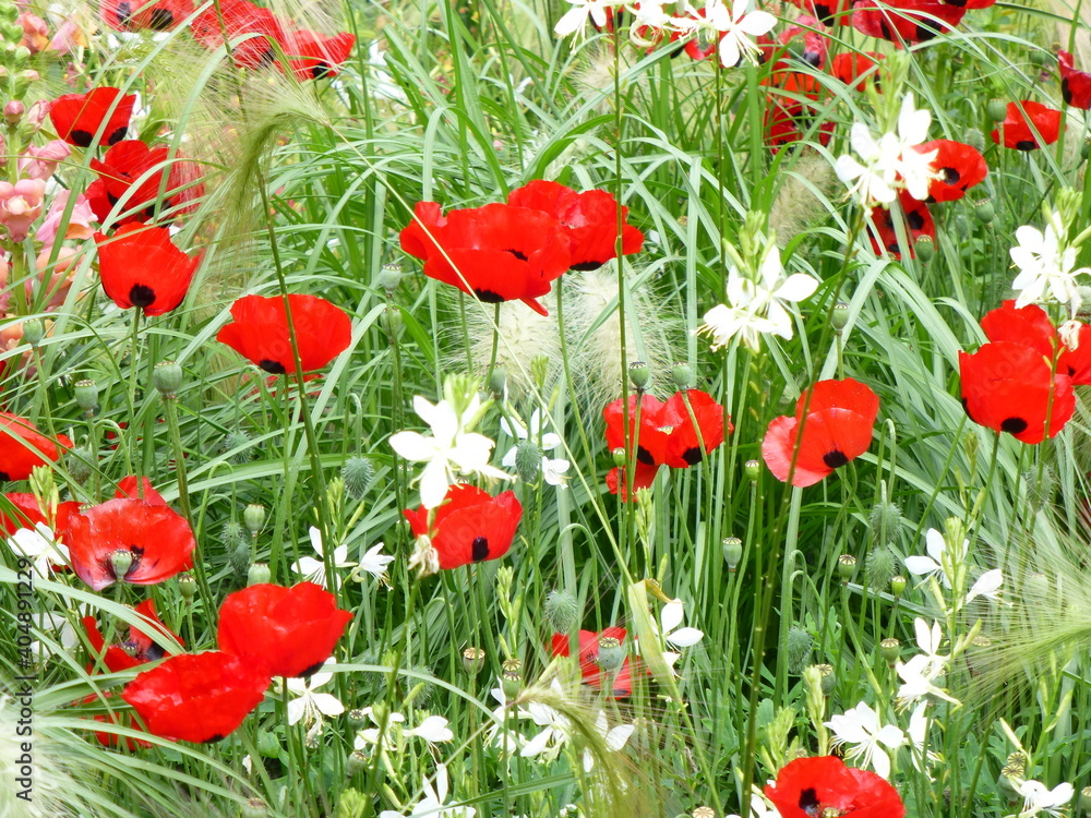 Obraz premium meadow with red black spotted ladybird poppies, papaver commutatum, and white flowers