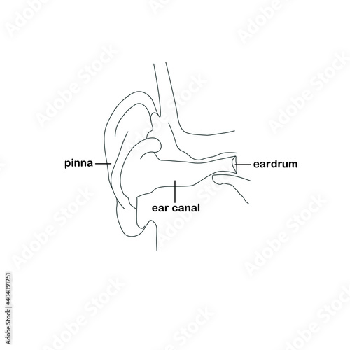 Monochrome ear. Eardrum pinna ear canal outline art design stock vector illustration for web, for print