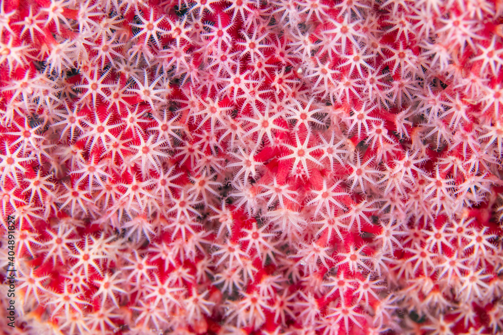 Close up detail of soft coral polyps Close up detail of soft coral polyps
