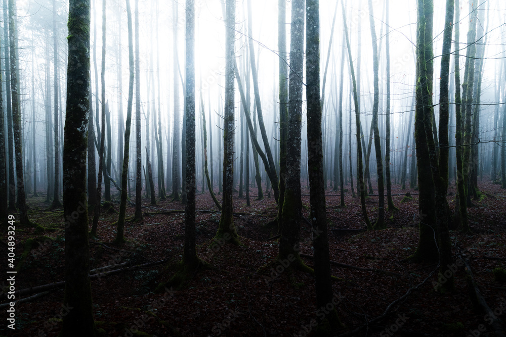 Mysterious forest scene with light shining through old trees and fog