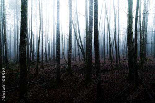 Obraz na płótnie Mysterious forest scene with light shining through old trees and fog w salonie