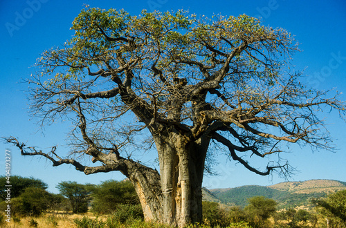 Baobab, adansonia digitata, Kenya