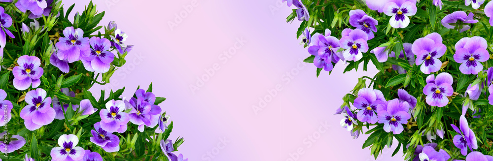 Floral frame or border with pansy flowers with green leaves close up, copy space for text. Spring or summer background for greeting card, invitation with tender violet flowers in corners. Beauty of na Floral frame or border with pansy flowers with green leaves close up, copy space for text. Spring or summer background for greeting card, invitation with tender violet flowers in corners. Beauty of na