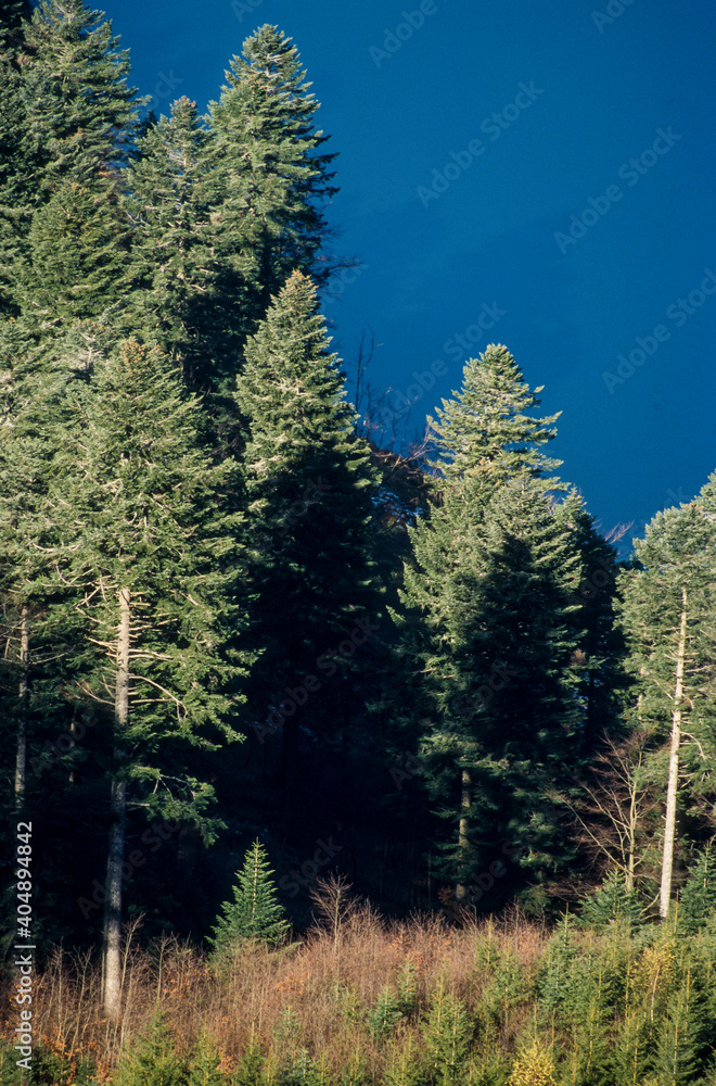 Sapin des vosges, abies nordmanniana, Lac de Blanchemer, 86 Stock Photo