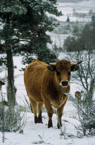 Vache, race Aubrac © JAG IMAGES