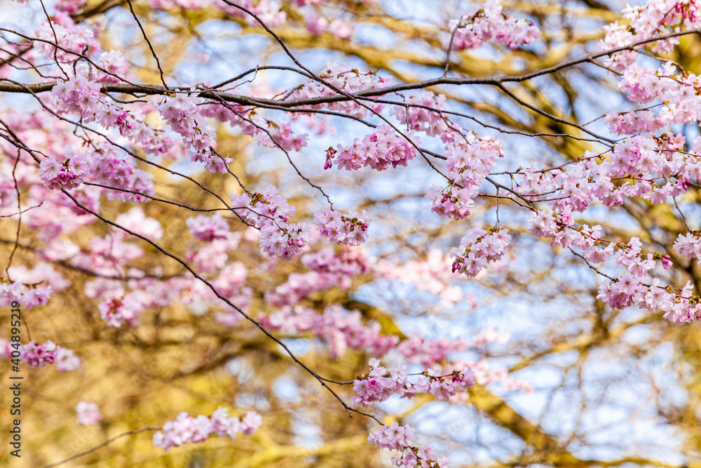 Cherry Tree In Spring. Sakura Flowers Background Cherry Tree In Spring. Sakura Flowers Background