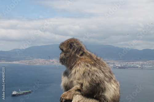 The monkey skyline