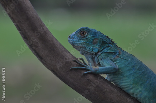 The Blue iguana  also known as the American iguana  mostly herbivorous species of lizard