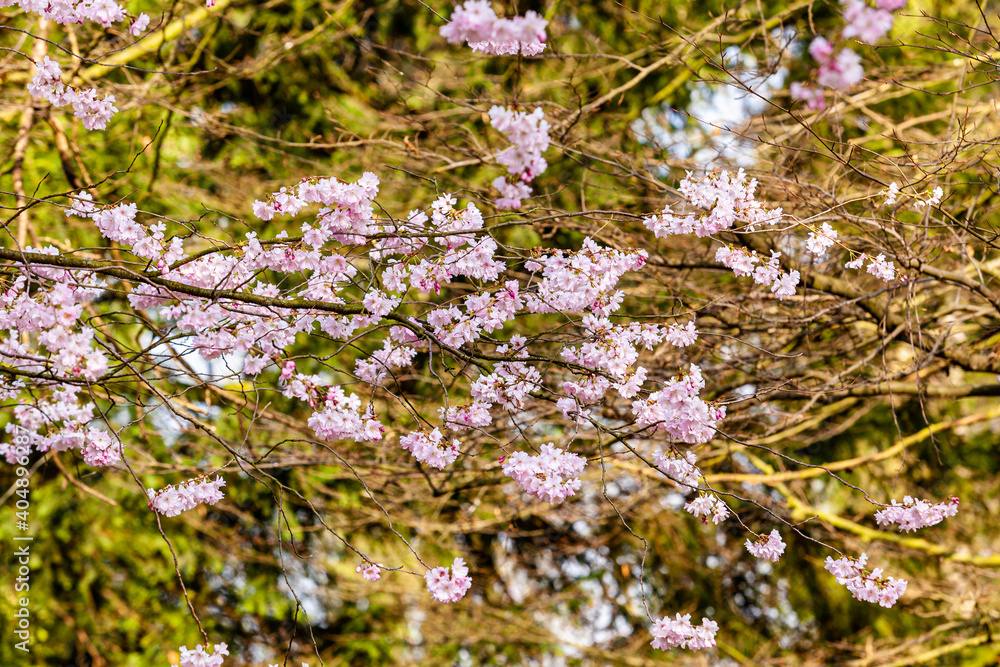 shot of cherry blossom. Cherry Tree In Spring shot of cherry blossom. Cherry Tree In Spring