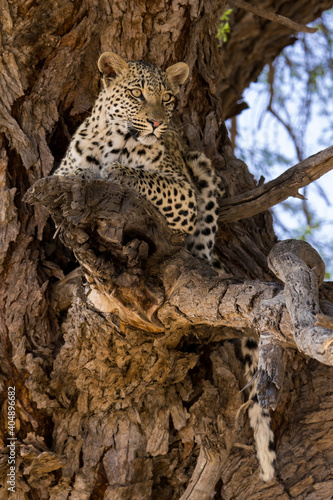 Portrait of a leopard lying in a camel thorn tree in soft light in Kgalagadi (Africa) looking cautiously  Panthera pardus © Maryke