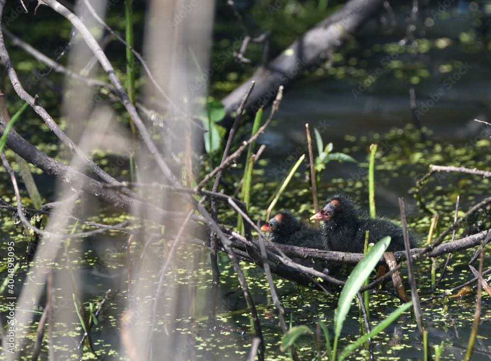 The chicks of the common moorhen swim on the pond The chicks of the common moorhen swim on the pond