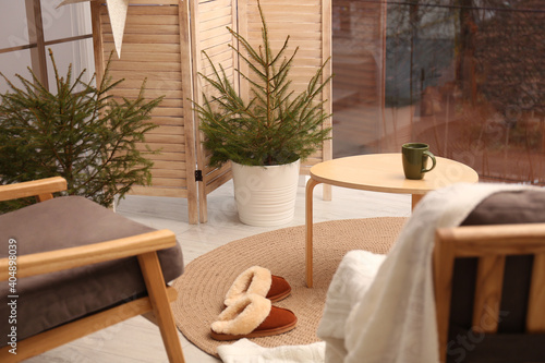 Small potted fir trees in light room. Interior design