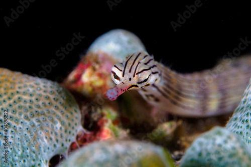 Portrait of coral reef pipefish 