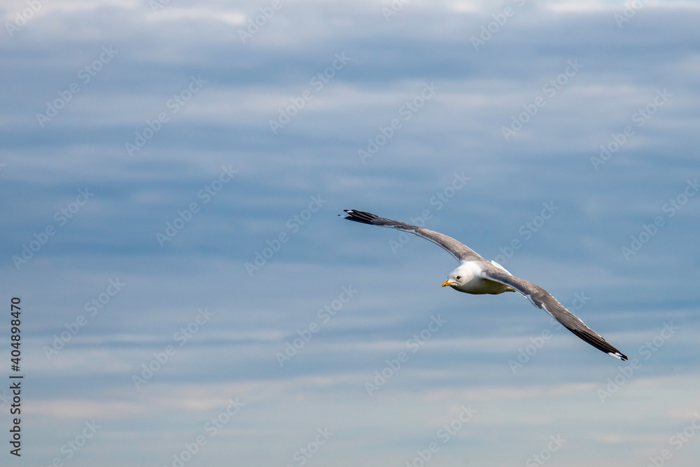seagull flying in the sky seagull flying in the sky