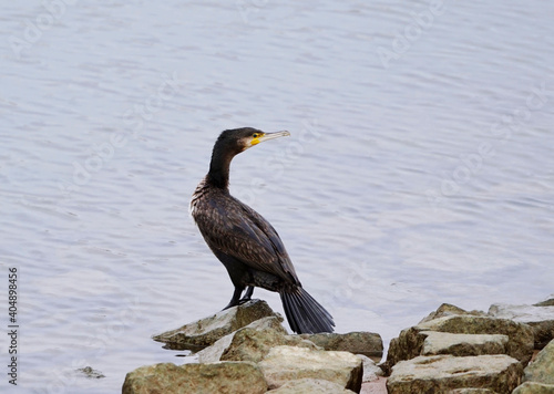 cormorant on the rocks