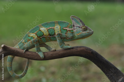 The Green Chameleon Perches on wood, Animal Photo, Reptile Macro in Nature Concept
