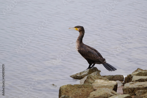 cormorant perching on the riverside © Juergen