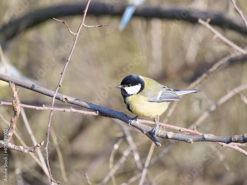 great tit perching on a twig