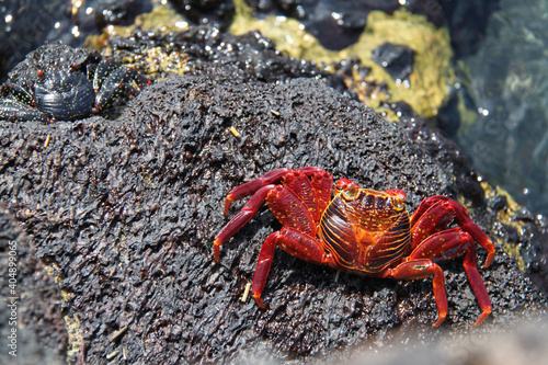 The Red Crab of the Galapagos Islands