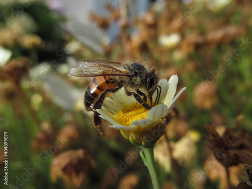 Bee on a flower
