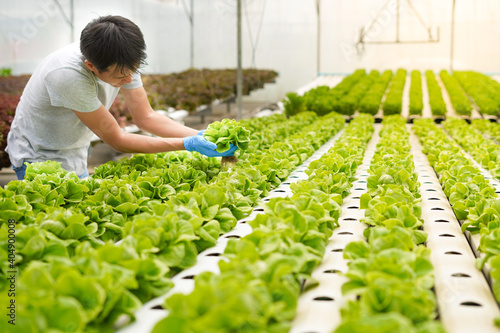 Farmer harvest or inspect farm products quality and fresh vegetables in greenhouse or organic farm with happy for food supply chain and delivery to customer as hydroponic farm and agriculture concept photo