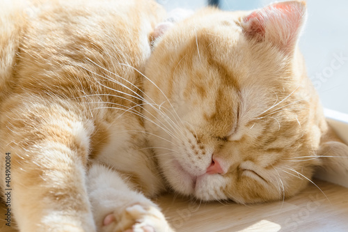 Closeup Orange Cat Sleeping © patpitchaya