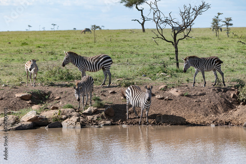 zebras coming to drink at a water hoile