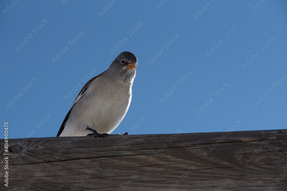 Φωτογραφία un bel esemplare di fringuello alpino alla ricerca di cibo, un'uccello colorato di bianco e marrone immerso nel paesaggio invernale delle dolomiti