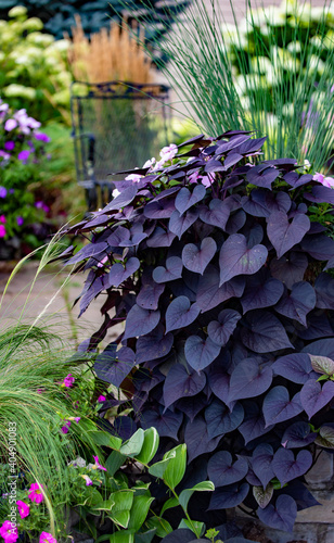 Prolific purple heart shaped sweet potato vine tumbles over a limestone wall of a patio on a sunny day with Mexican feather grass