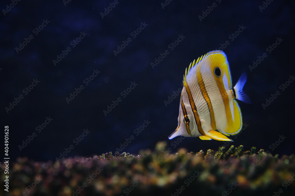 Ταπετσαρία Copperband Butterflyfish (Chelmon rostratus) or Beaked coral fish swim underwater near coral reef