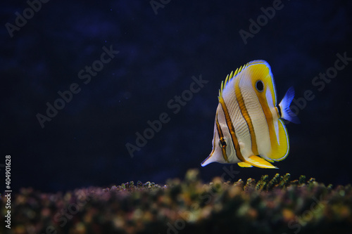 Copperband Butterflyfish (Chelmon rostratus) or Beaked coral fish swim underwater near coral reef. photo