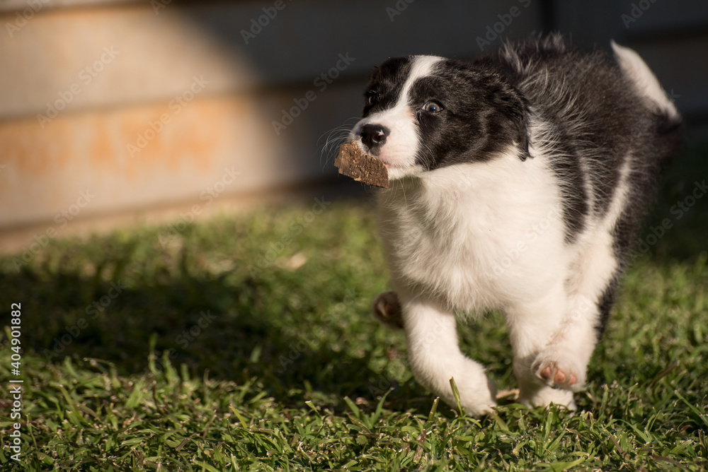 Border collie puppy dog running on green grass with wood in her mouth.