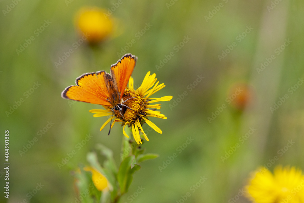 A beautiful butterfly with orange wings, sits on a yellow flower. Close-up A beautiful butterfly with orange wings, sits on a yellow flower. Close-up