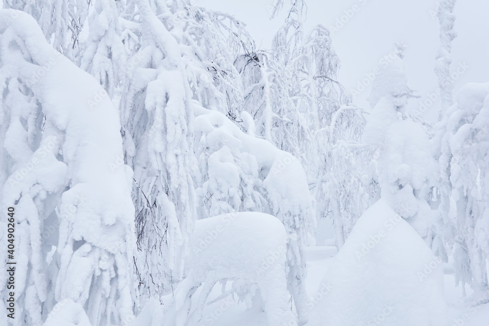 natural background - mountain forest after heavy snowfall