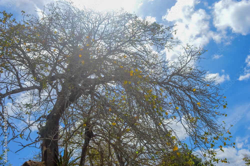 Obraz premium trees and sky