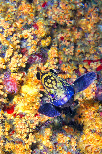 Dusky grouper, Epinephelus marginatus, Cabo Cope-Puntas del Calnegre Natural Park, Mediterranean Sea, Murcia, Spain, Europe