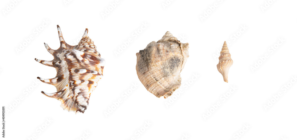 Three seashells isolated on white background. copy space for text. view from above. banner
Three seashells isolated on white background. copy space for text. view from above. banner