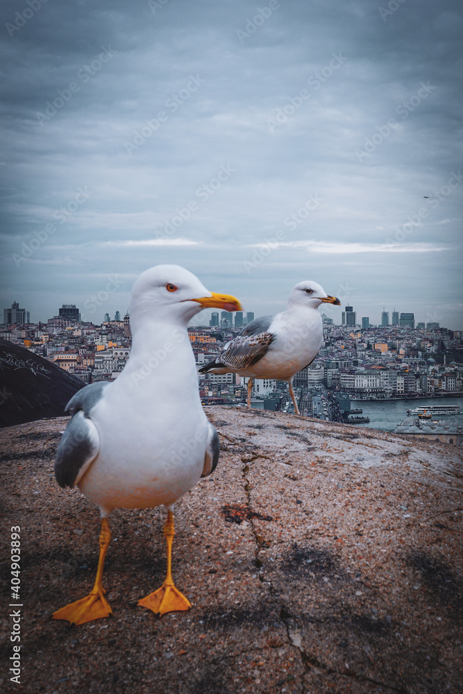 Obraz premium seagulls of roof. seagulls and istanbul