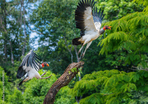 grey crowned crane