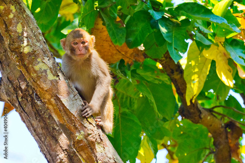 Rhesus Macaque  Macaca  Royal Bardia National Park  Bardiya National Park  Nepal  Asia