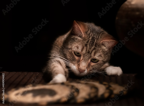 Tabby cat reaching for a treat with a black background