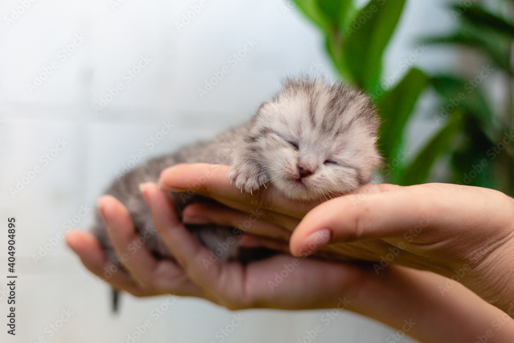 Blind little kitten on the hands of a girl.