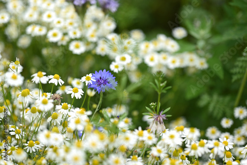 Frühling