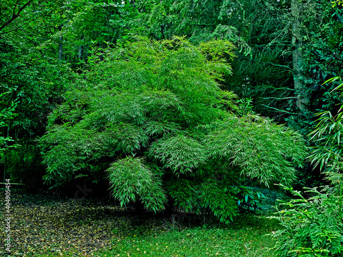 Papier peint Bamboo Chimonobambusa tumidissinoda in a French garden