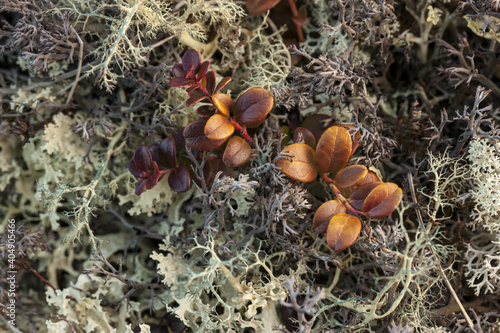 Beautiful arctic tundra of lichens