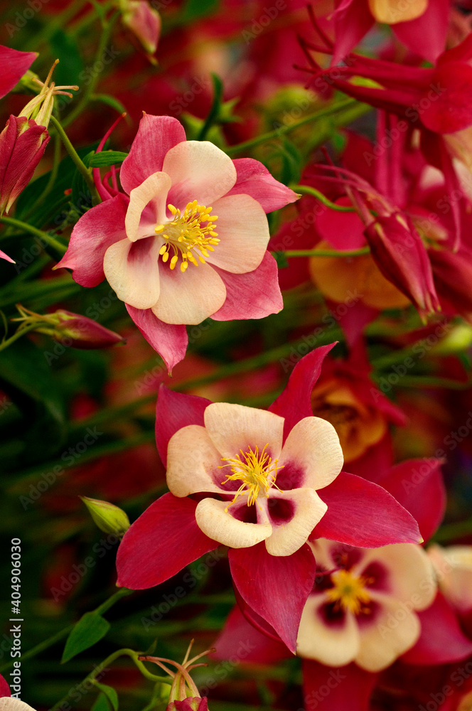 Aquilegia 'Chaffinch' Songbird series in close up Aquilegia 'Chaffinch' Songbird series in close up
