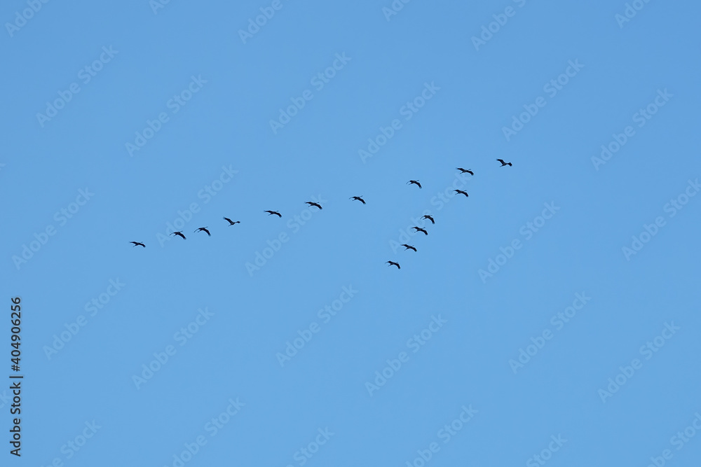 The contours of cranes flying in a wedge to the south at the end of summer against the backdrop of an absolutely clean cloudless blue sky horizontal view The contours of cranes flying in a wedge to the south at the end of summer against the backdrop of an absolutely clean cloudless blue sky horizontal view