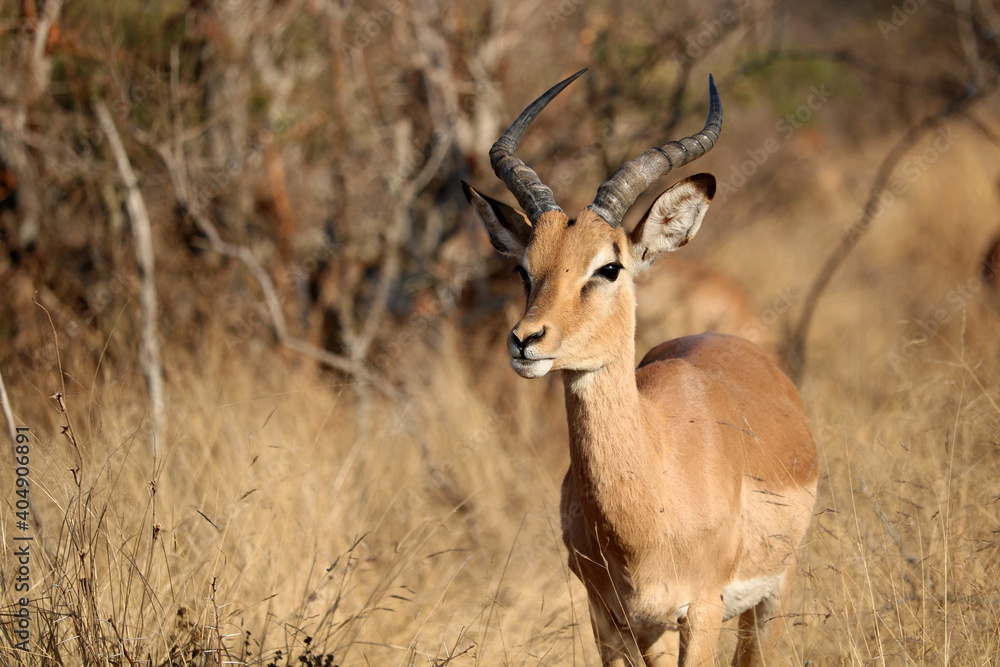 impala in the savannah impala in the savannah
