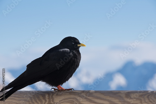 un bel esemplare di gracchio alpino mentre si guarda attorno alla ricerca di cibo, un bel uccello nero immerso nel paesaggio invernale delle dolomiti photo