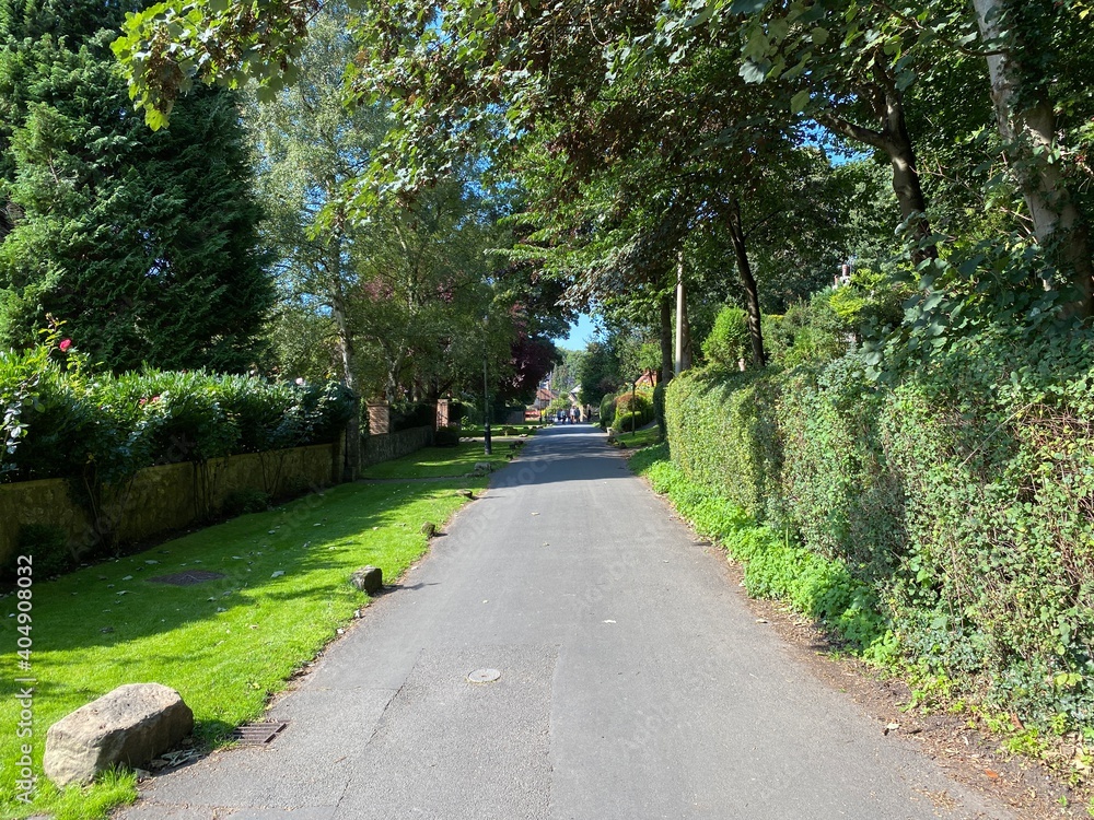Looking along, Abbey Road, with old trees, wild plants, and houses in, Knaresborough, Yorkshire, UK